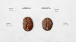 maison du cafe arabica vs robusta 1