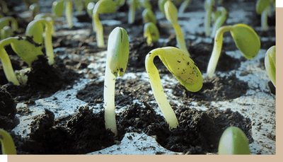 maison du cafe article lait soja